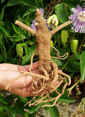 Ashwagandha dried root X