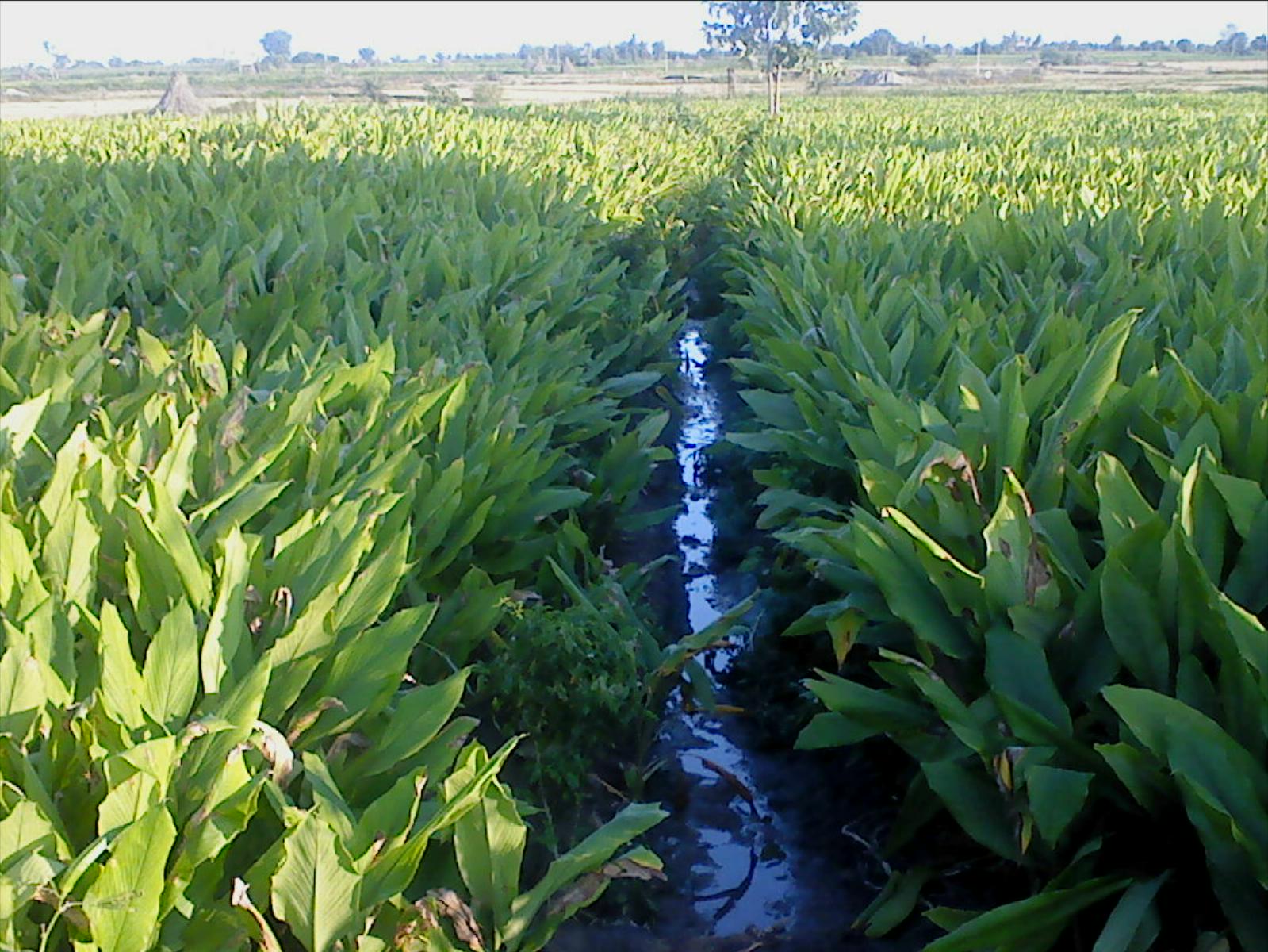 Turmeric