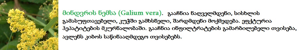 galiumveramindvrisnemsa1