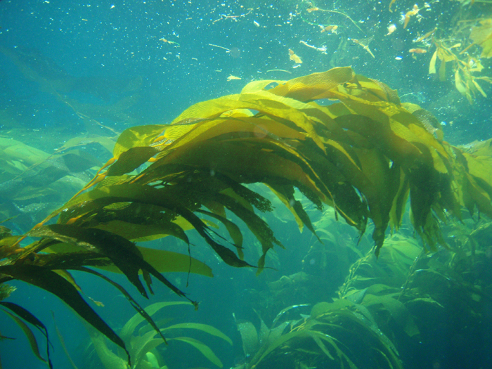 giant kelp