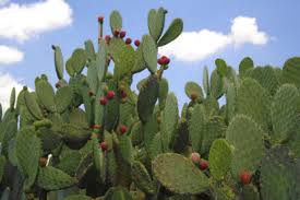 nopalcactus